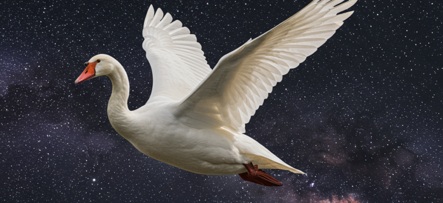 Cygnus the Swan From Zeuss Disguise to the Northern Cross Asterism